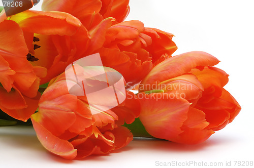 Image of Tulips