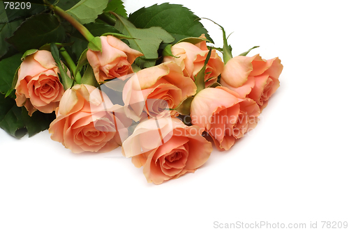 Image of Pink roses