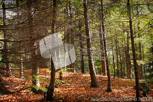 Image of Autumn