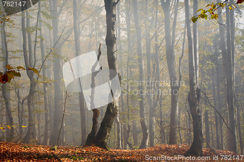 Image of Misty day