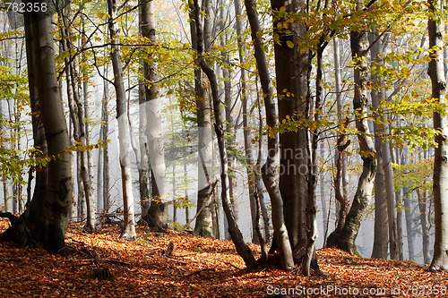 Image of Autumn