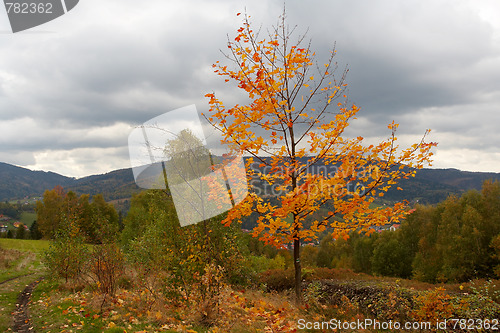 Image of Autumn