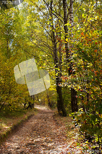 Image of Autumn
