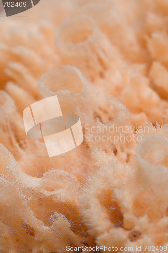 Image of natural bath sponge