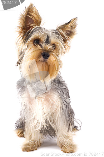 Image of   Yorkshire Terrier