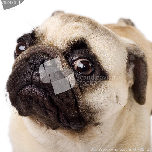 Image of A closeup of a pug