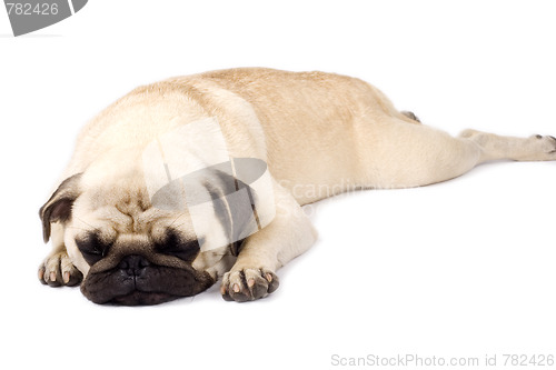 Image of pug sleeping