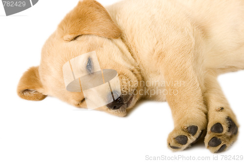 Image of Sleeping Labrador retriever