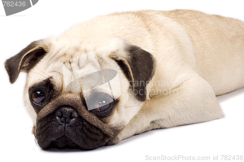 Image of sad looking pug