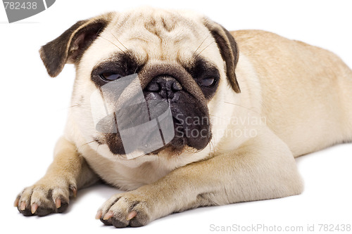 Image of  sleepy pug with sad eyes