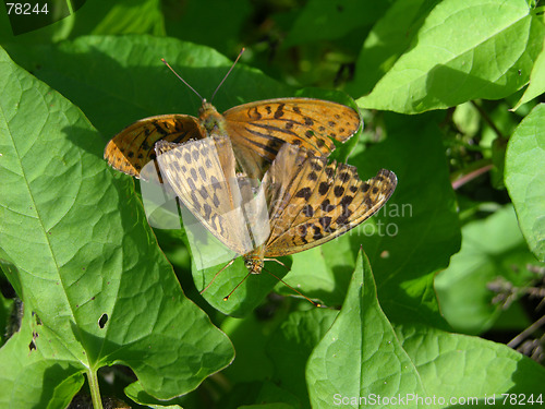 Image of Copulating butterlies 2