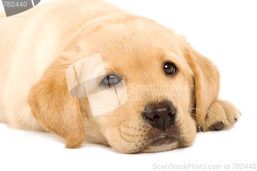 Image of Puppy Labrador retriever 