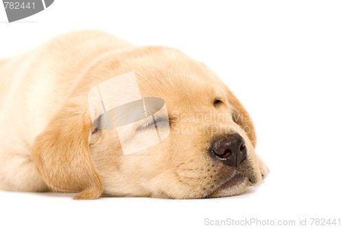Image of sleepy Puppy Labrador retriever