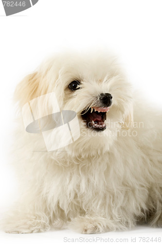 Image of a very intimidating bichon 