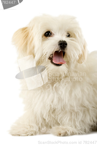 Image of Portrait of a havanese dog