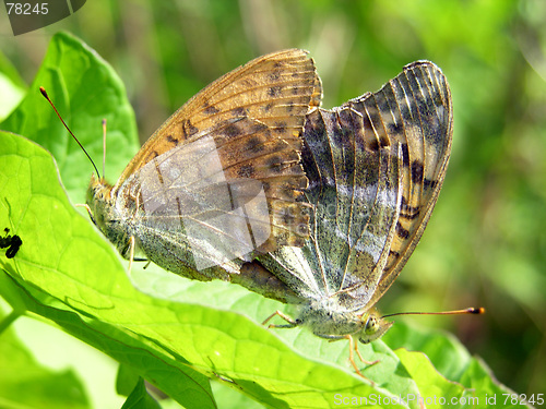 Image of Copulating butterflies