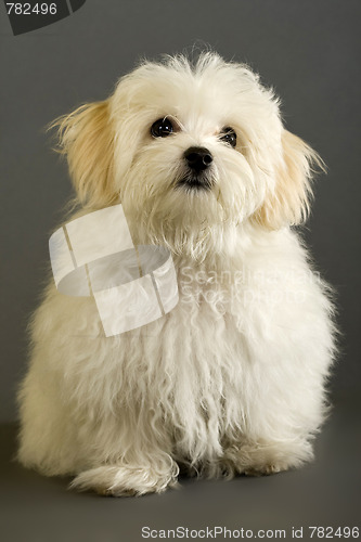 Image of maltese dog sitting 