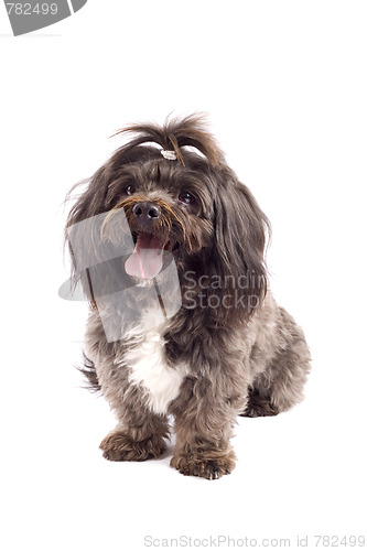 Image of picture of a curious black bichon