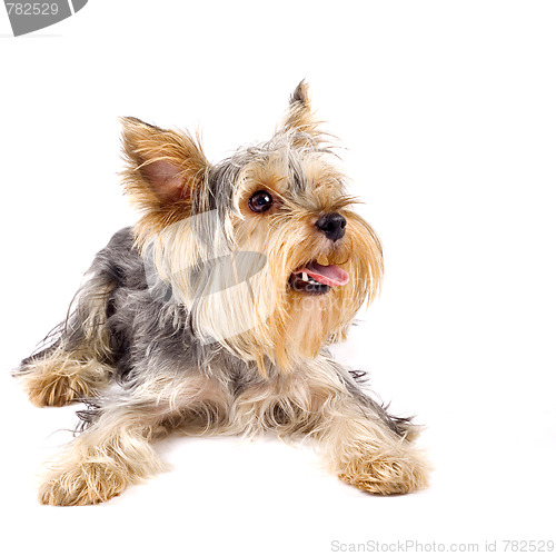 Image of pupyy Yorkshire Terrier