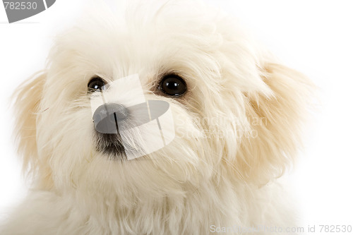 Image of face of an adorable bichon maltese 