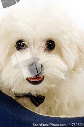 Image of maltese dog lying in in a puppy bed