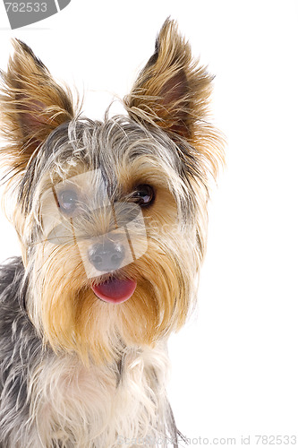 Image of yorkie