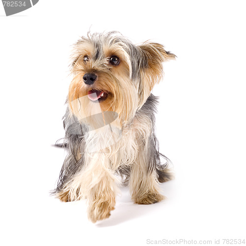 Image of uncombed puppy yorkshire terrier