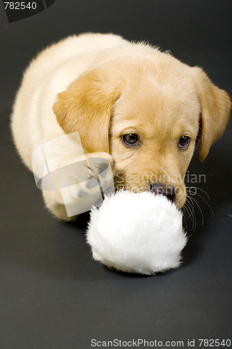 Image of Labrador retriever playing with hair ball 