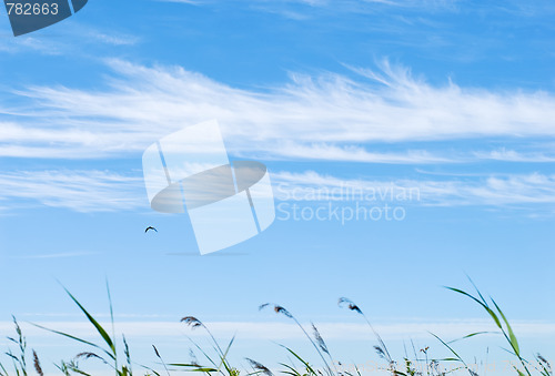 Image of Grass in the wind at the blue sky with cloud lines