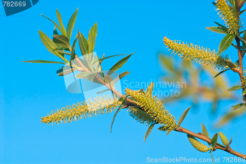 Image of First spring leaves