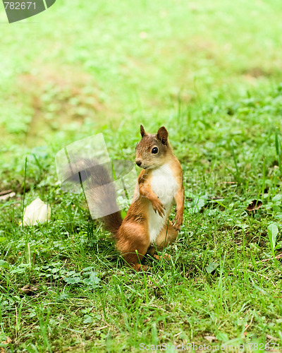 Image of Standing squirrel