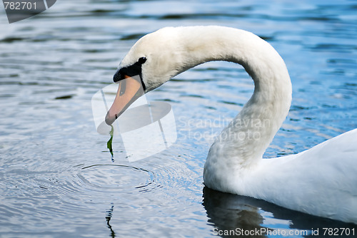 Image of eating swan