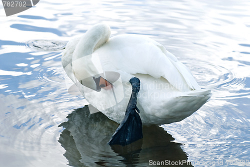 Image of cleaning swan
