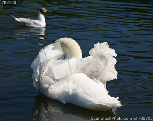 Image of swan's wings