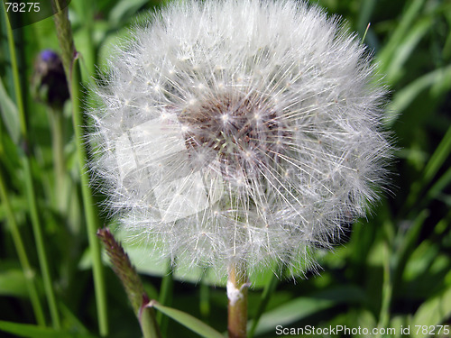 Image of Dandelion seed