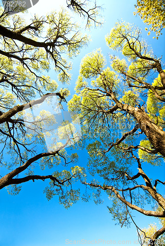 Image of Trees in the sky