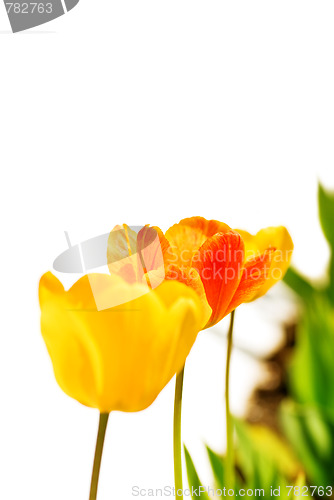 Image of Garden tulips