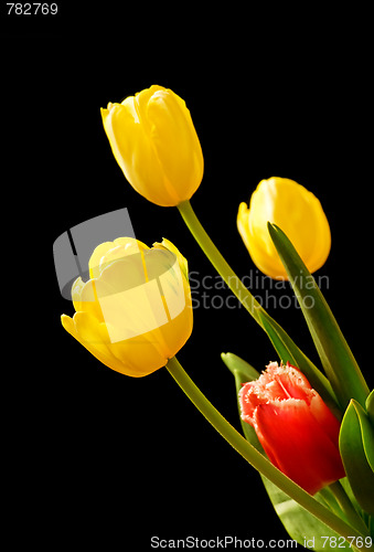 Image of Tulips