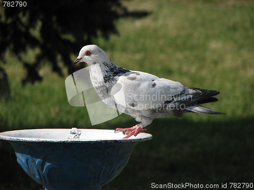Image of Dove drinking water