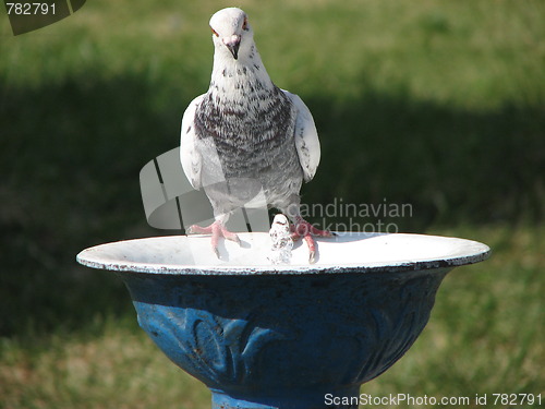 Image of Dove drinking water