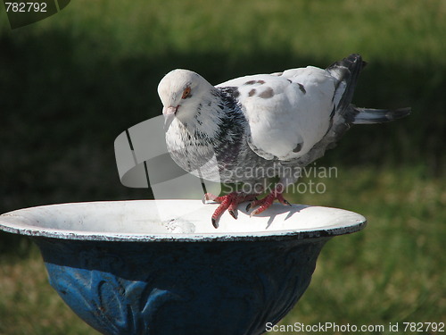 Image of Dove drinking water