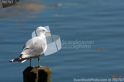 Image of Seagull