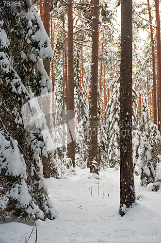 Image of Forest in winter