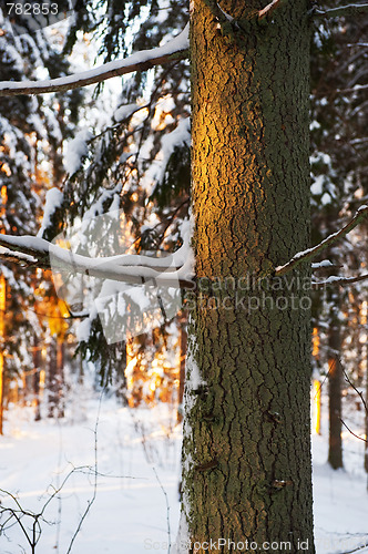 Image of Forest in the winter