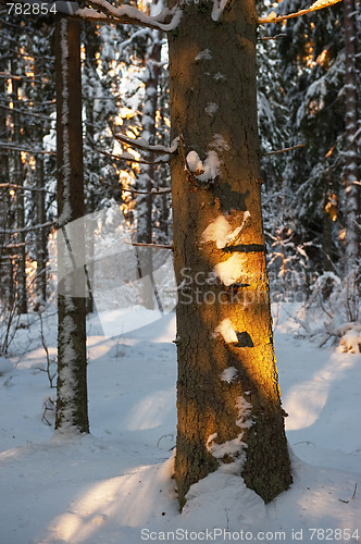 Image of Forest in the winter