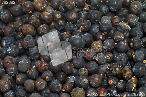 Image of Juniper seeds