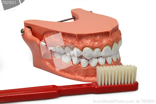 Image of Teeth model