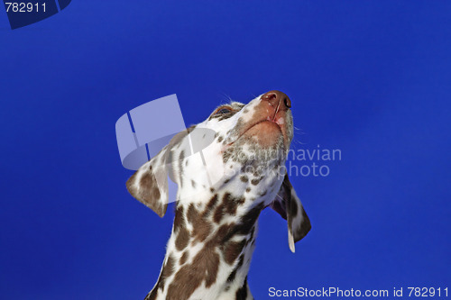 Image of Dalmation