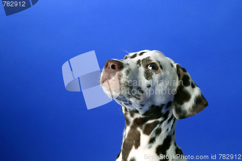 Image of Dalmation