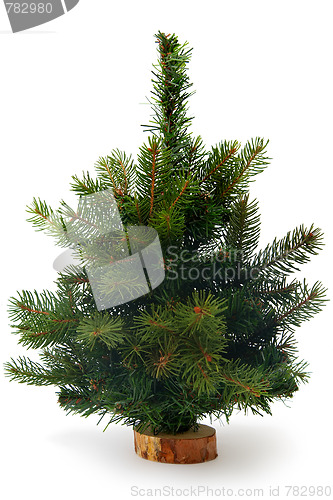 Image of Christmas tree